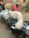 Parsian Cat